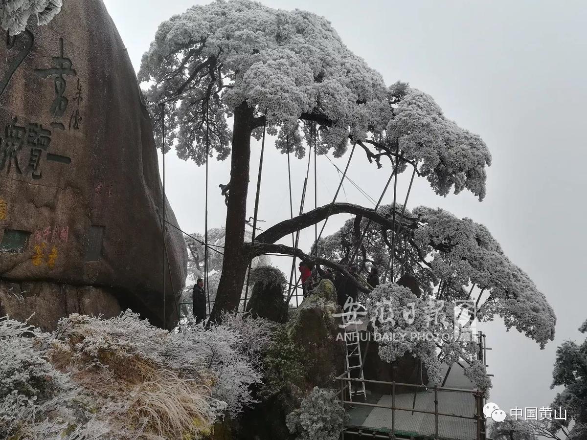 守住一颗奉献心 活成一棵黄山松