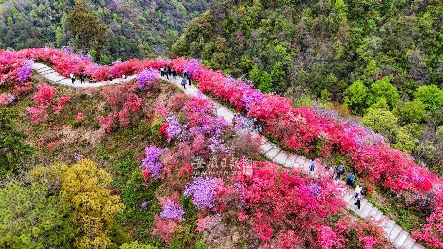 杜鹃花开引客来