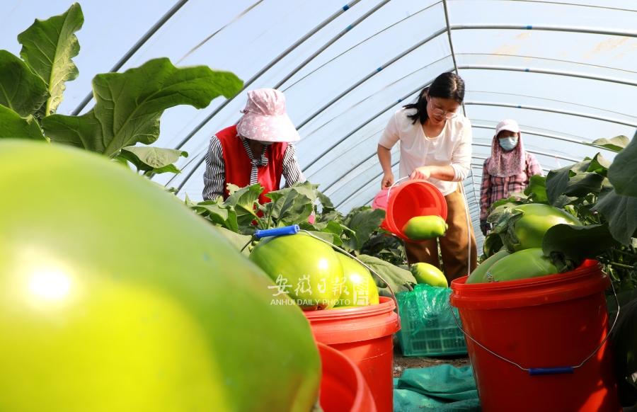 茄子丰收 村民增收