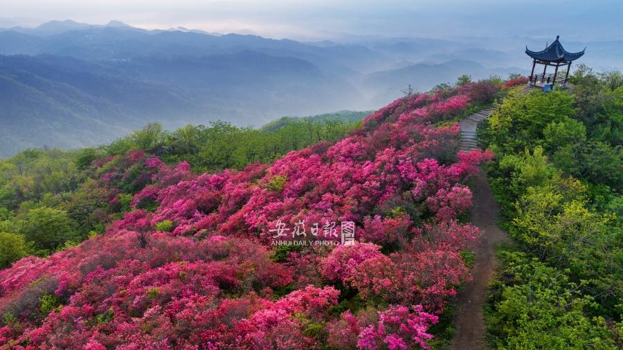 漫山红韵醉游人