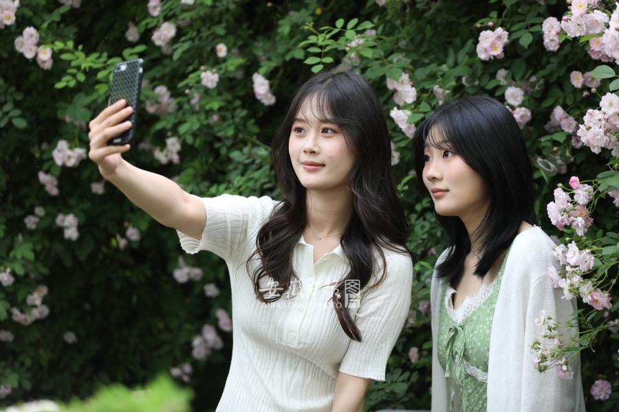 蔷薇花开香满径