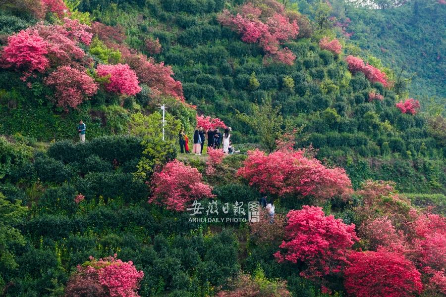 茶园盛开映山红