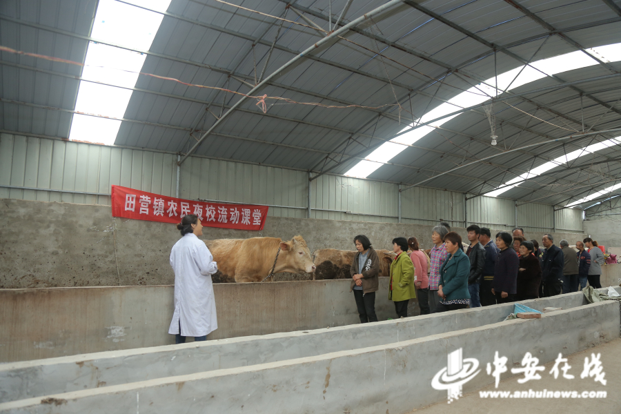 高l利萍在向贫困户讲解养牛技术.JPG