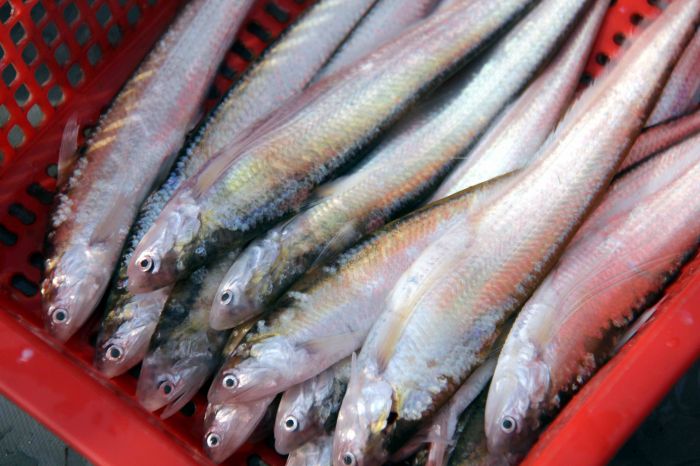 全面禁捕!长江刀鱼将"逃离"餐桌