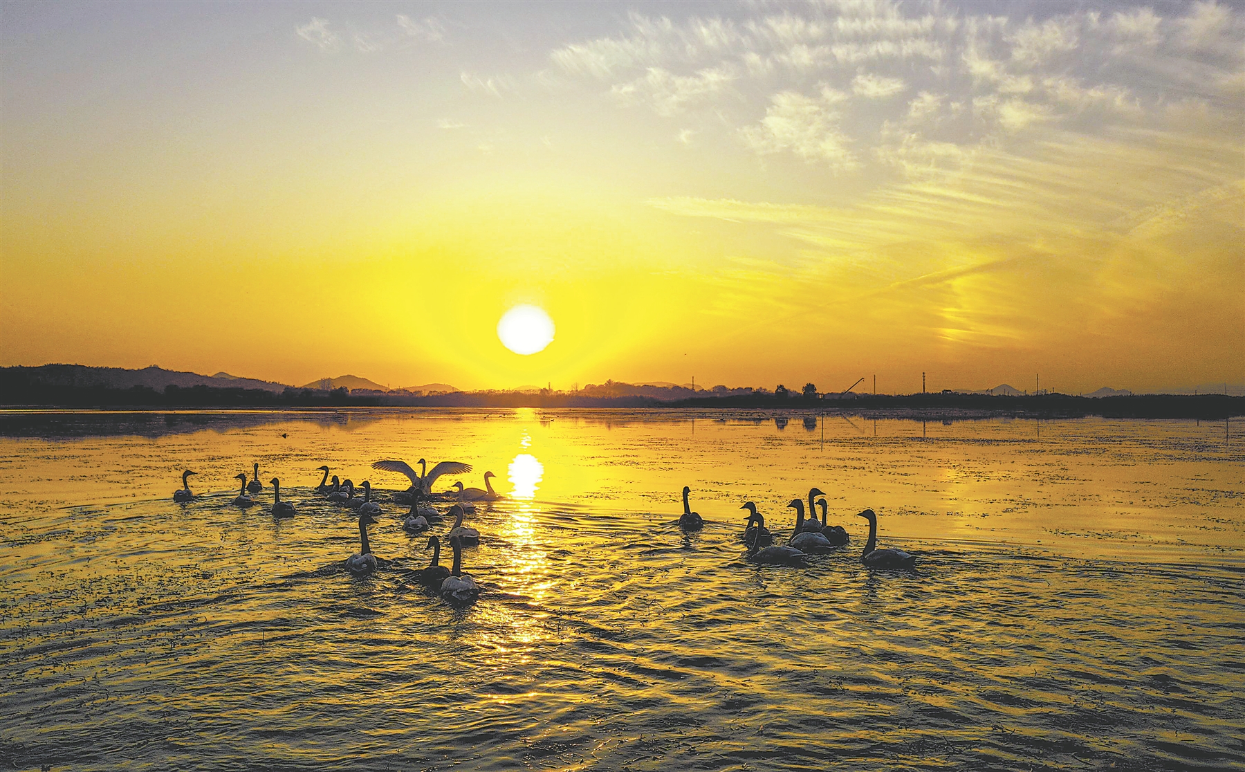 天鹅浴霞黄陂湖