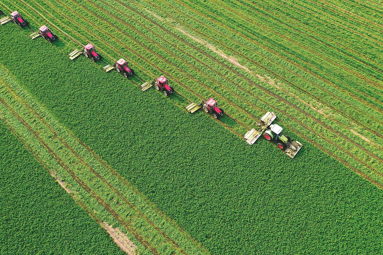 10万亩紫花苜蓿丰收