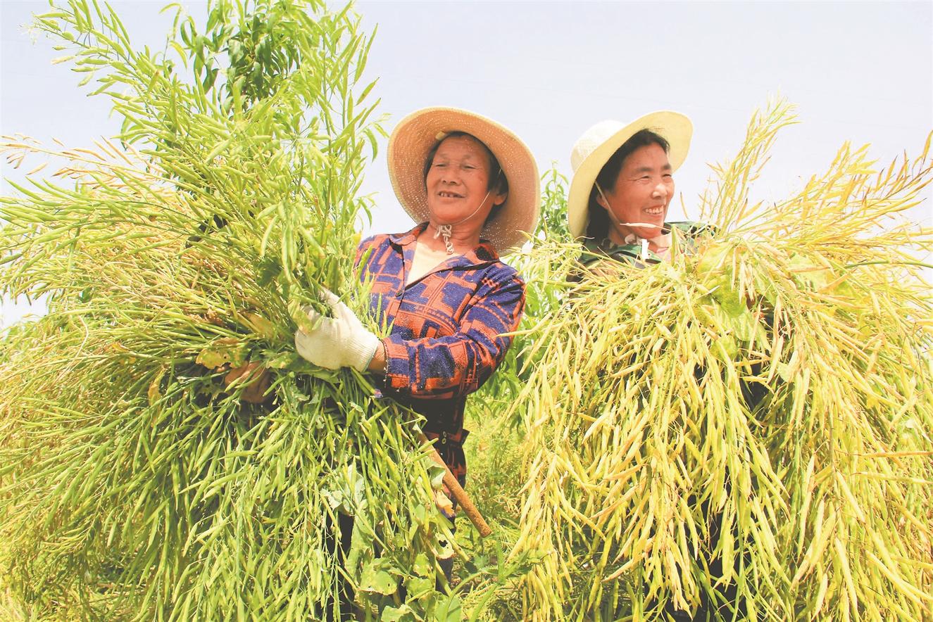 连日来,淮北各地油菜相继进入成熟收割期,田间地头处处可见农户在收割