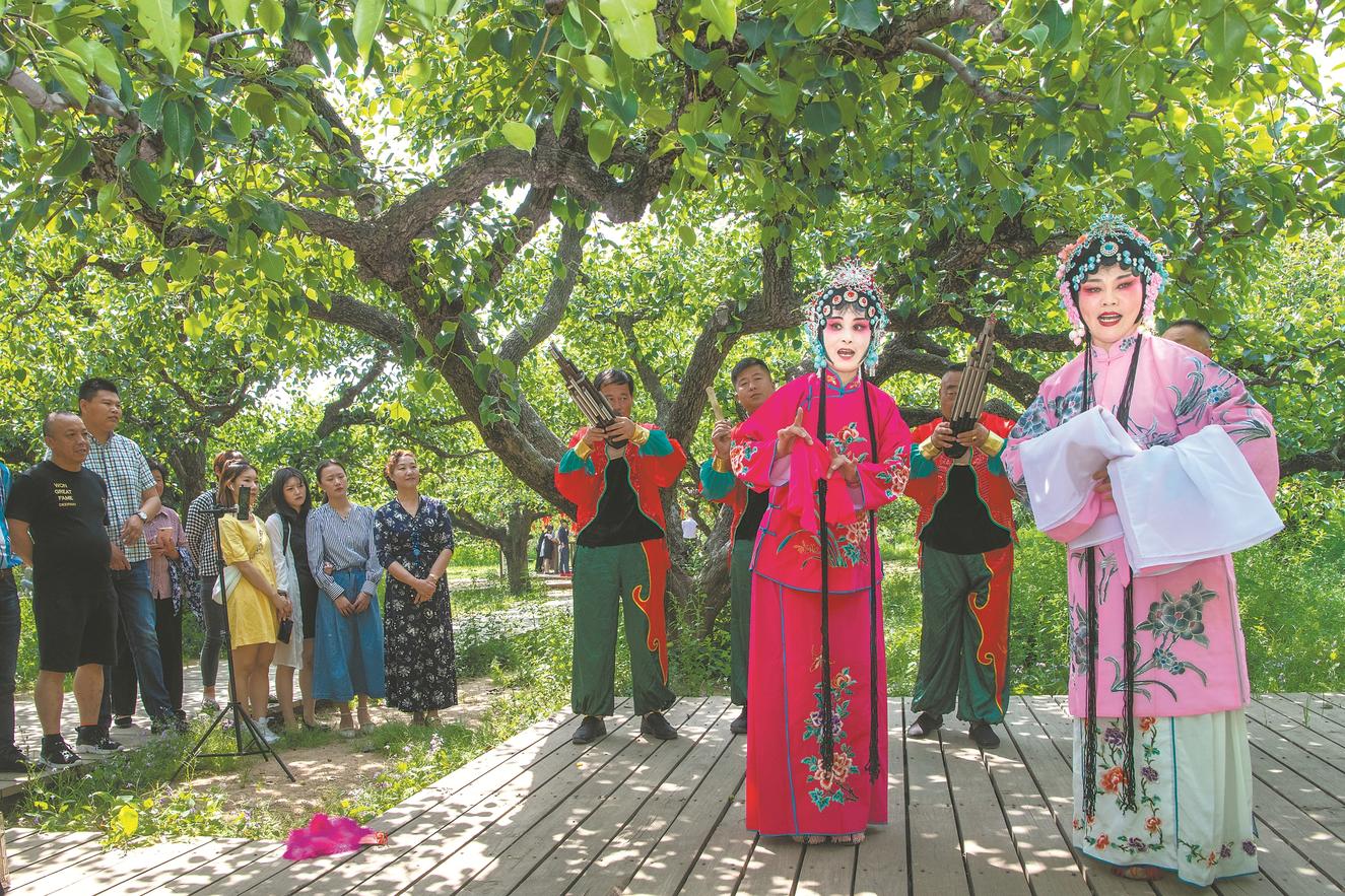 5月22日,砀山县良梨镇梨树王景区,一场精彩的四平调演出吸引游客驻足
