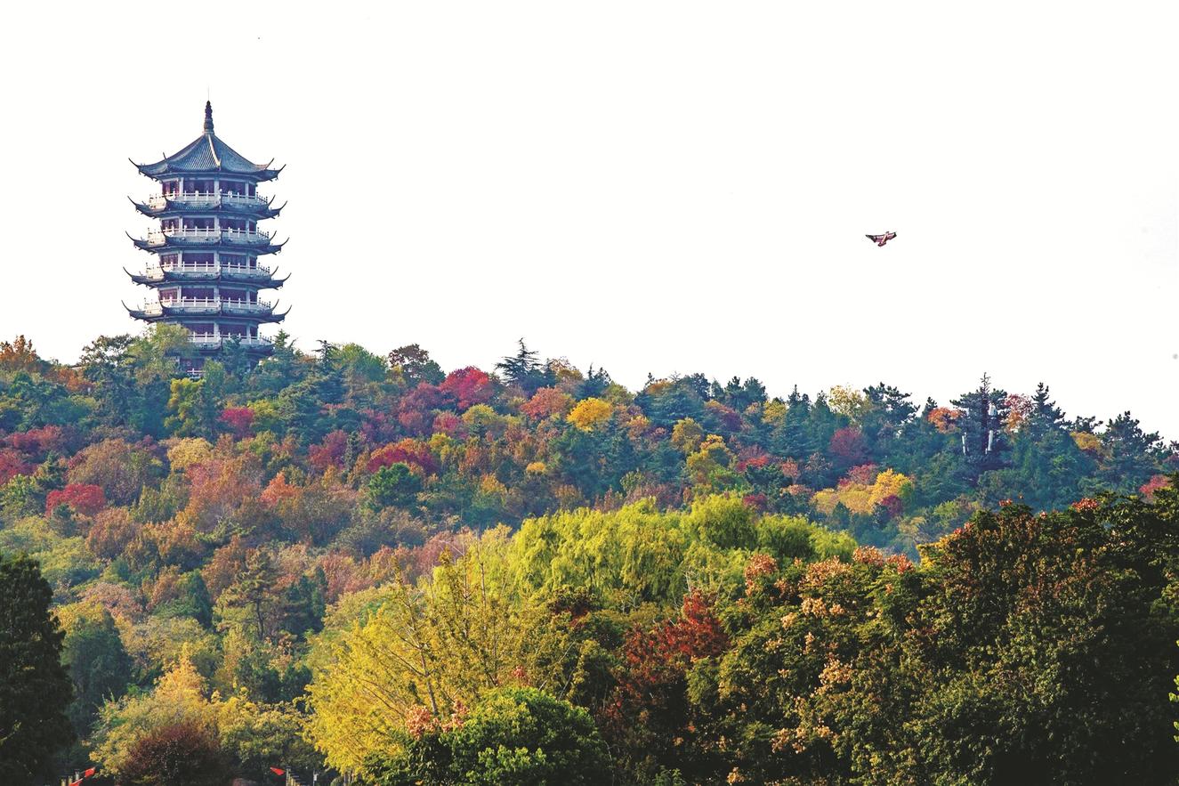 10月30日,蚌埠市张公山公园,市民放飞的风筝和五彩斑斓的山林交相辉映