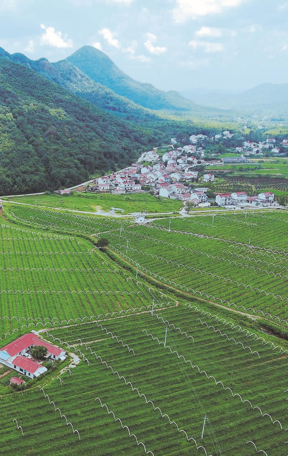 7月30日航拍的池州市贵池区墩上街道罗城村.