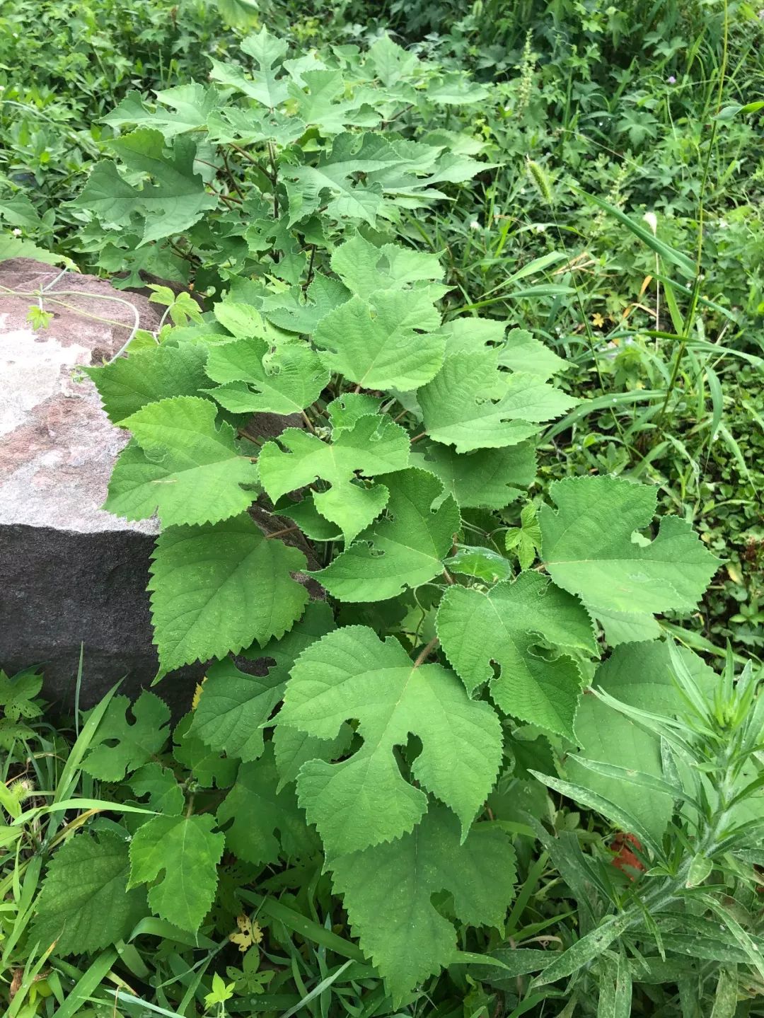 手机版新版金鲨银鲨游戏